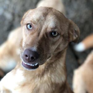 BAMBINA - reserviert TST Rösrath - vermittelt