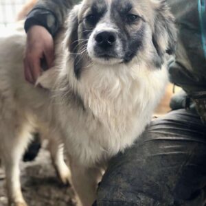 NARDO - reserviert LS - auf PDR PS - vermittelt