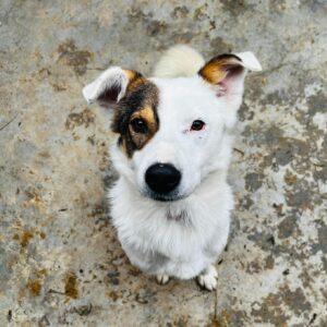 RUNER - vermittelt NH