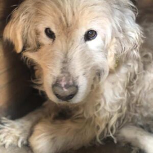 SUMAQ - dünner alter Rüde mit Arthritis - vermittelt Manuela