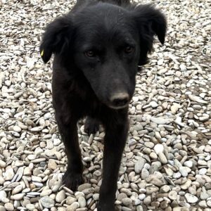 KATHIE - auf PDR PS im PLZ Bezirk 26 *vermittelt*