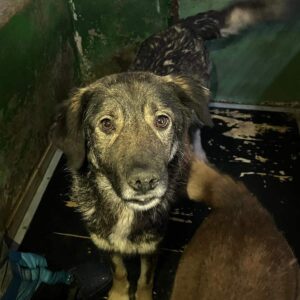 JOSY - vermittelt Kathleen Müller