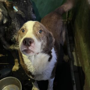 SEPPI - vermittelt Kathleen Müller