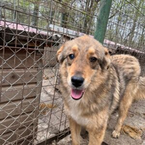 VITA - rechtes Auge trüb - ausgereist zu PVA