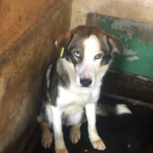 TANOSH - vermisst 07/2023