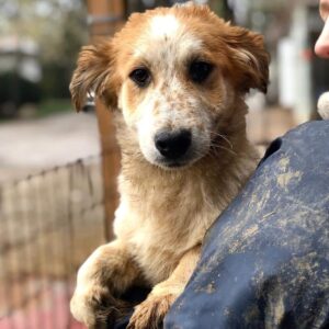 MARLO - ausgereist zu Second Chance Dogs