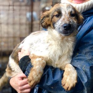 SMARTEE - reserviert MD - vermittelt