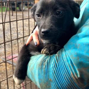 MARQAY - auf PDR PS im PLZ Bezirk 54 - vermittelt