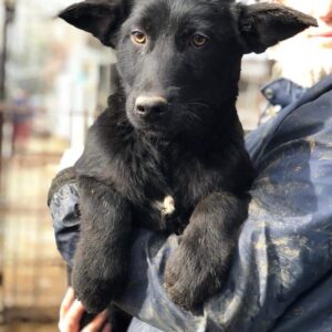 SHANDOR - reserviert Kinder- und Tierschutzhof Hahnenberg e.V. - vermittelt