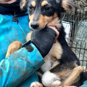 TAMINGA - reserviert SK - vermittelt