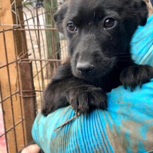 PINGO - reserviert Hundescheune Fläming - vermittelt