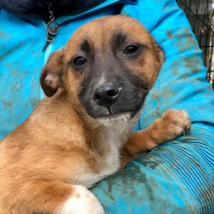 GIZMO - reserviert MD - vermittelt