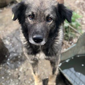 FARANJA - reserviert LS - vermittelt