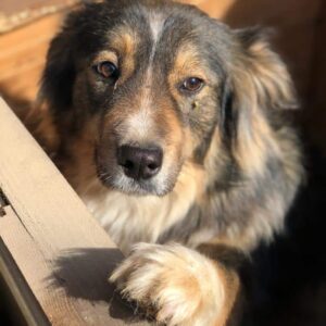 JOSIE - reserviert SK - vermittelt