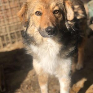 MIMMY - reserviert SK - vermittelt