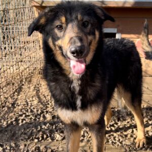 MELVIN- auf PS im PLZ Bereich 65 *ausgereist* - vermittelt