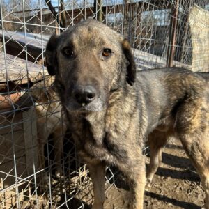 YOSHY - vermisst 04/25