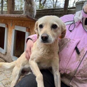 FYNN - reserviert für Tierhilfe Lebenswert - vermittelt