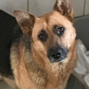 ISA - vor Ort vermittelt 05/24