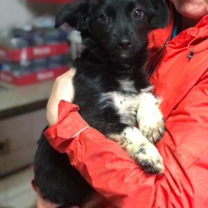 GIPSY - reserviert für Hundescheune Fläming - vermittelt