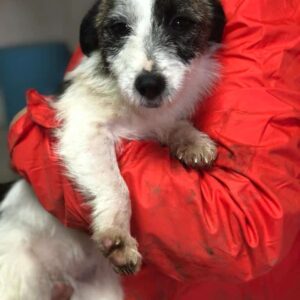 AILAH - reserviert TST Rösrath - vermittelt