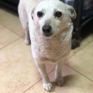 SURICA - reserviert TST Rösrath - vermittelt