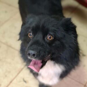 BANJO - reserviert TST Rösrath - vermittelt