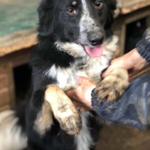 NOURA - auf PDR PS im PLZ Bezirk 34 - vermittelt