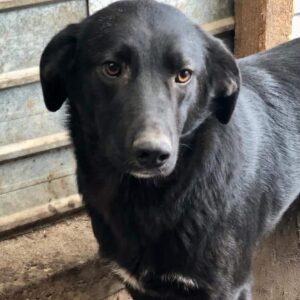 JEFFON - auf PDR PS im PLZ Bezirk 34 - vermittelt