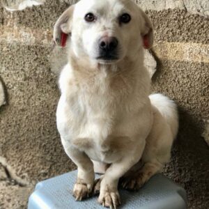 LEOO - ausgereist zum TST Rösrath