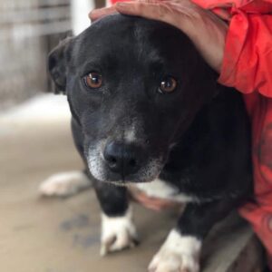 AMAYA - reserviert JW - vermittelt