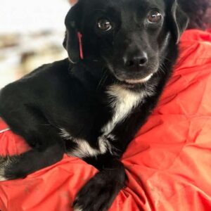 MINIMAUS - auf PDR PS im PLZ Bezirk 72 - vermittelt