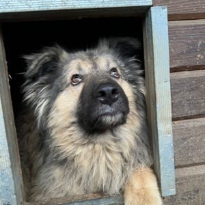 AVANTI (♂) - vermisst 11/24