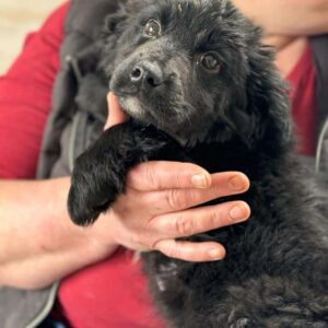 MISKA - reserviert Vergessene Pfoten Stuttgart - vermittelt