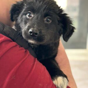 PREA - reserviert JW - vermittelt