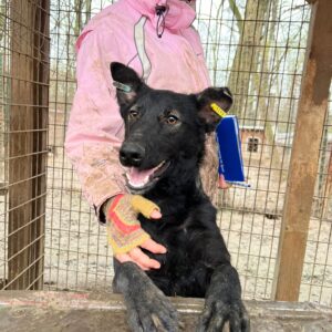 SHIVANI (♀) - auf PS im PLZ Bereich 65 (JW) - vermittelt