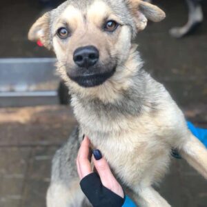 PADDINGTON (♂) - auf PS im PLZ Bereich 18 (NE) *ausgereist*