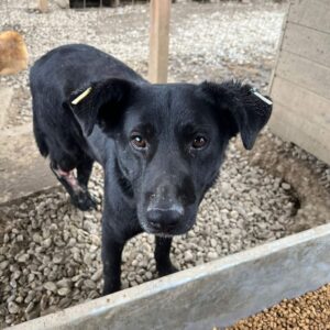 TULIP - offene Wunde am Bein, die nicht verheilt! - reserviert TH Iserlohn - vermittelt