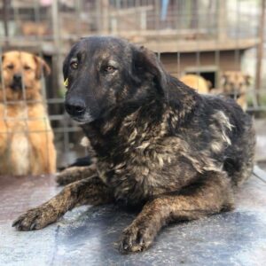 LYSANN (♀) - vermisst 11/24