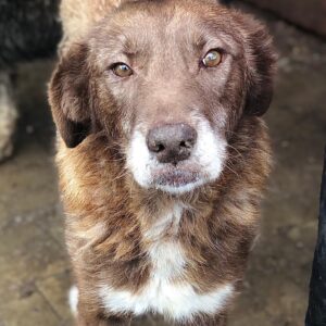 CHIARA - ausgereist zu Vierbeiner in Not