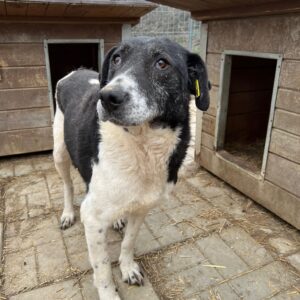 DAILY (♀) - vermisst 11/24