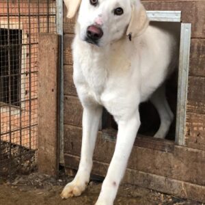 STEVE - vermisst 11/24