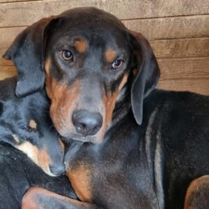 YAGO - ausgereist zum Kinder- und Tierschutzhof Hahnenberg