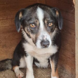 JOLIE - vermisst 10/24