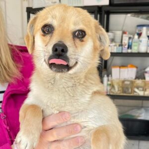 NAOMI - reserviert PVA - vermittelt