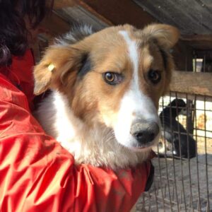 CHIKU (♂) - vermisst 11/24