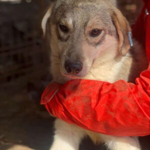 CANDY (♀) - seit mind. 2022 im Shelter