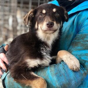 DORO - reserviert LS - vermittelt