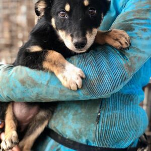 KIRANA - auf PDR PS im PLZ Bezirk 96 - vermittelt