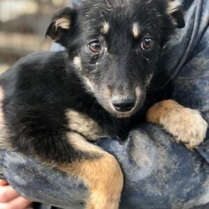 LAYLA - auf PDR PS im PLZ Bezirk 96 - ausgereist